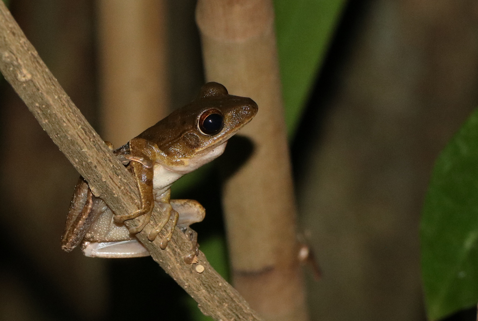 Baumfrosch - Bali