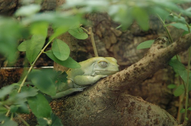 Baumfrosch im Zoo