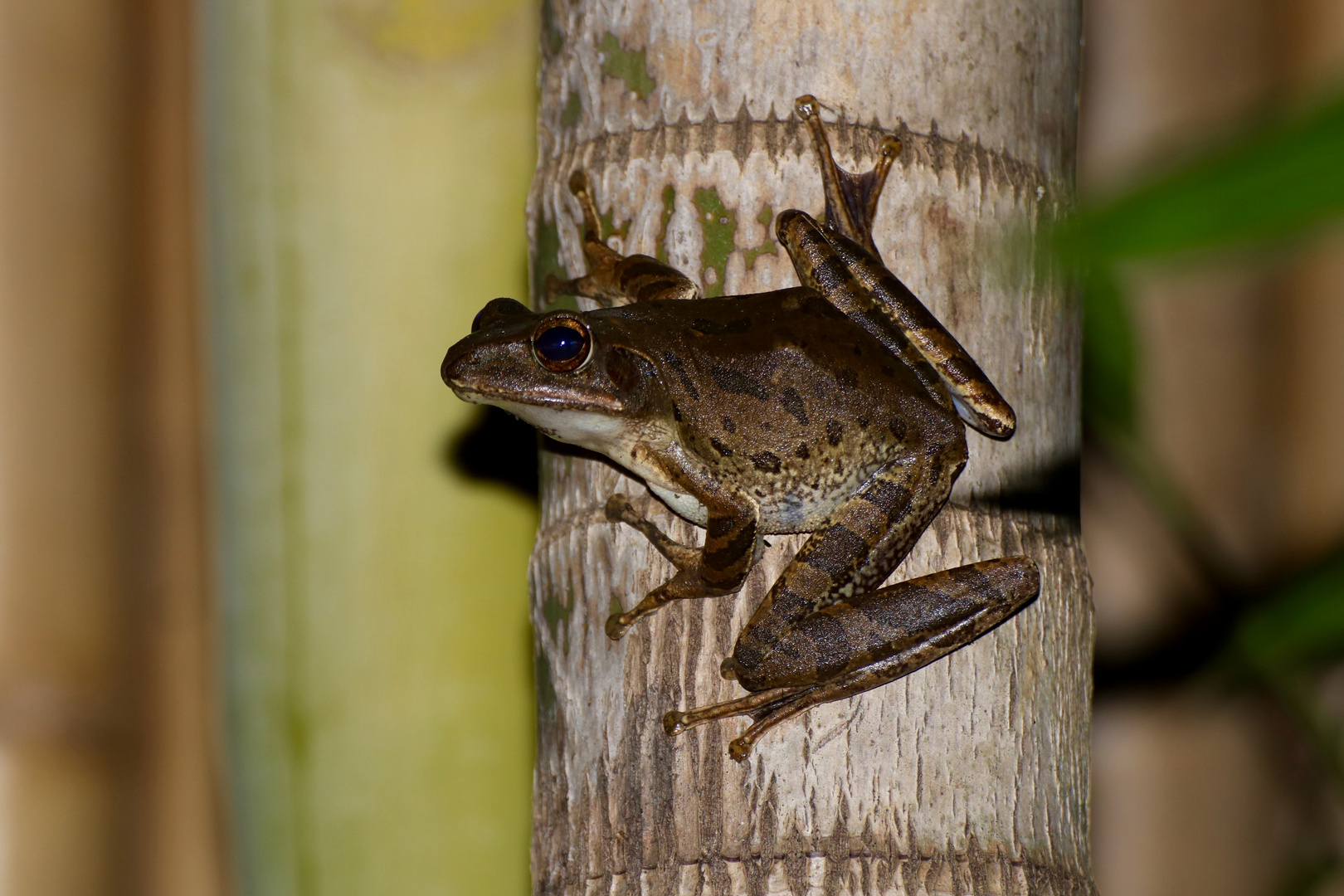 Baumfrosch Indonesien