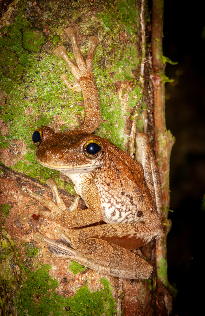 Baumfrosch peruanischer Regenwald 