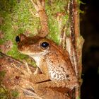 Baumfrosch peruanischer Regenwald 