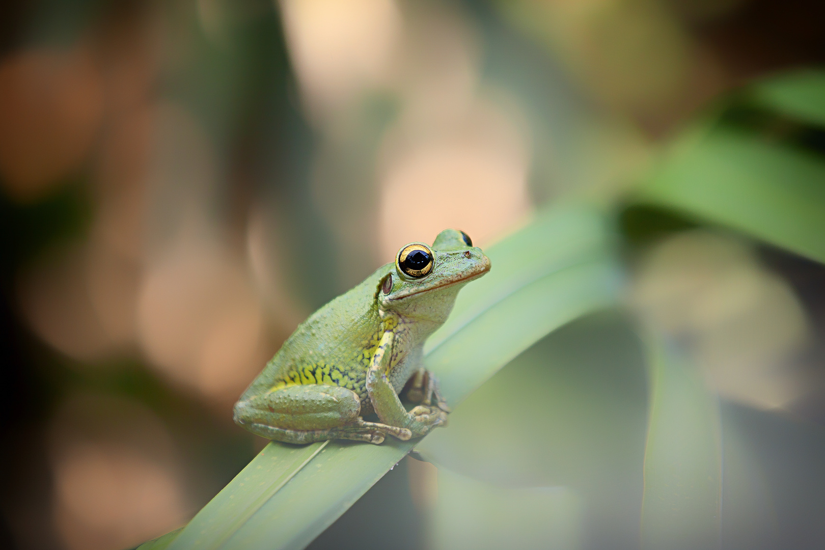 Baumfrosch USA