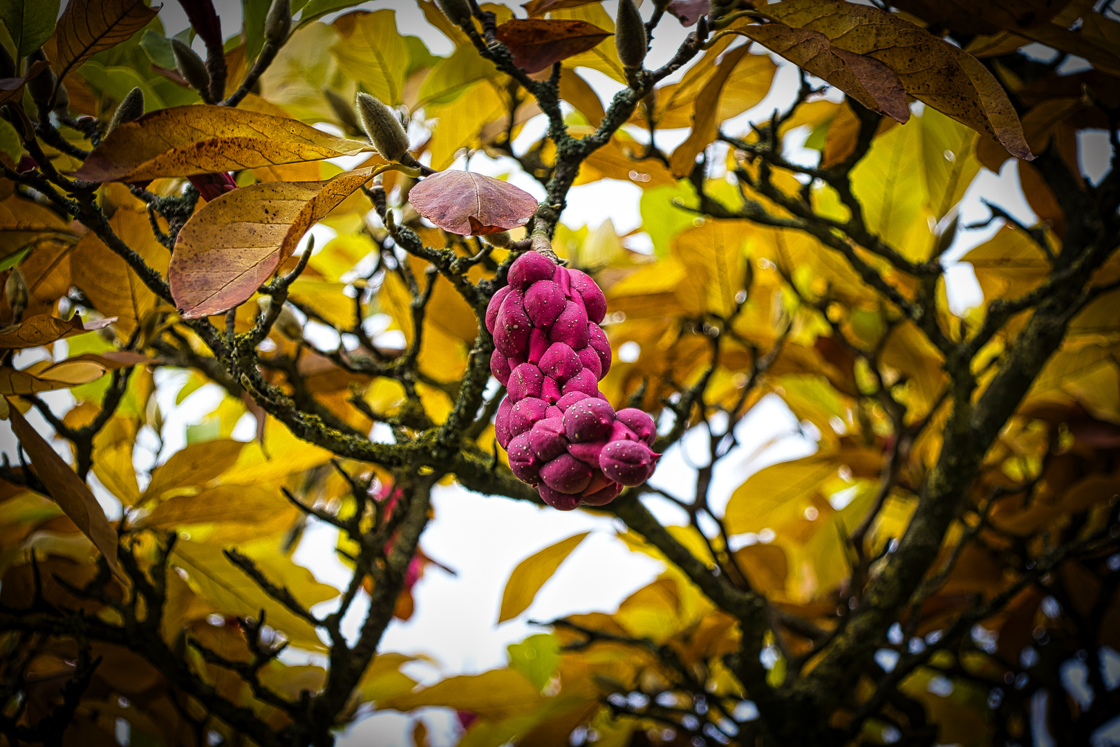 Baumfrucht