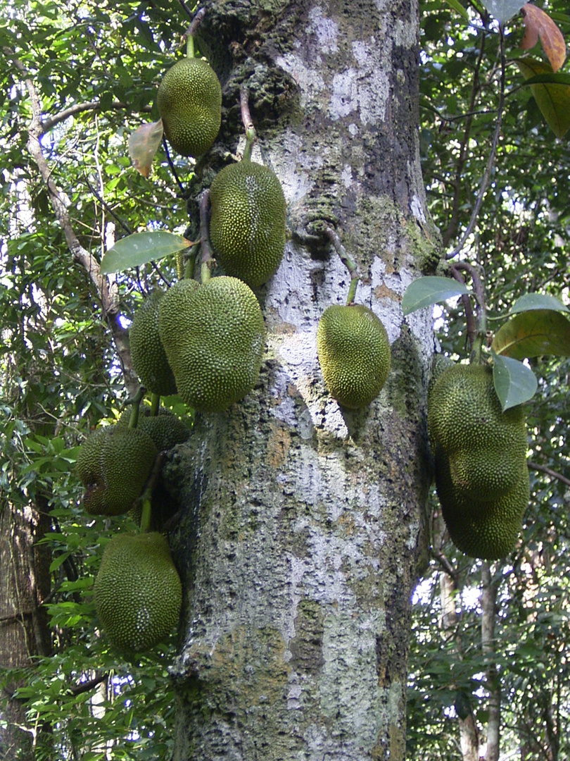 Baumfrucht