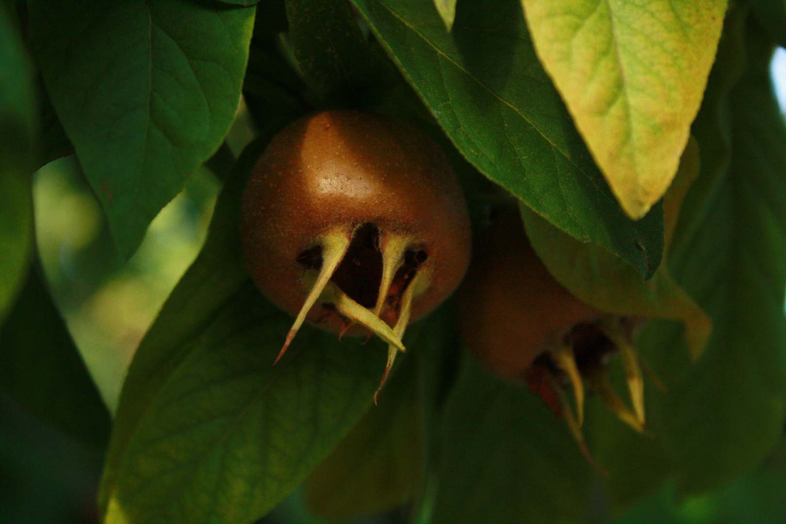 Baumfrüchte ! Foto & Bild natur ! Bilder auf