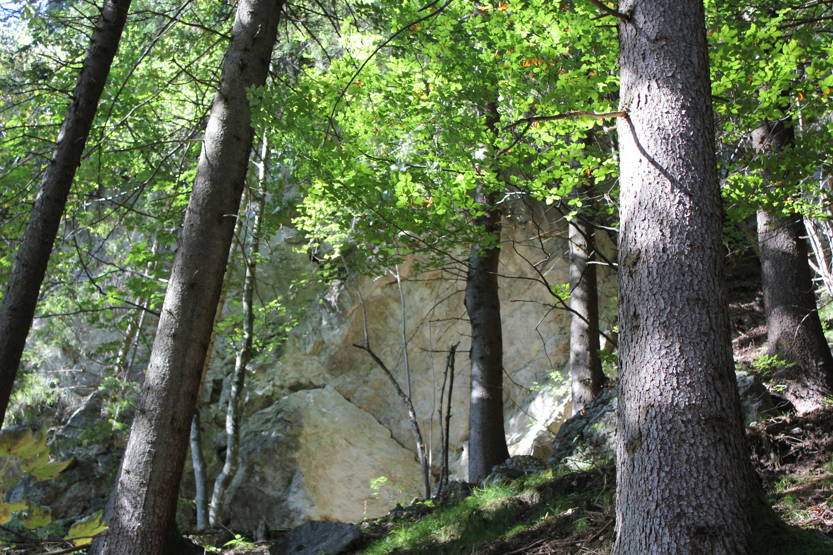 Baumgeflüster