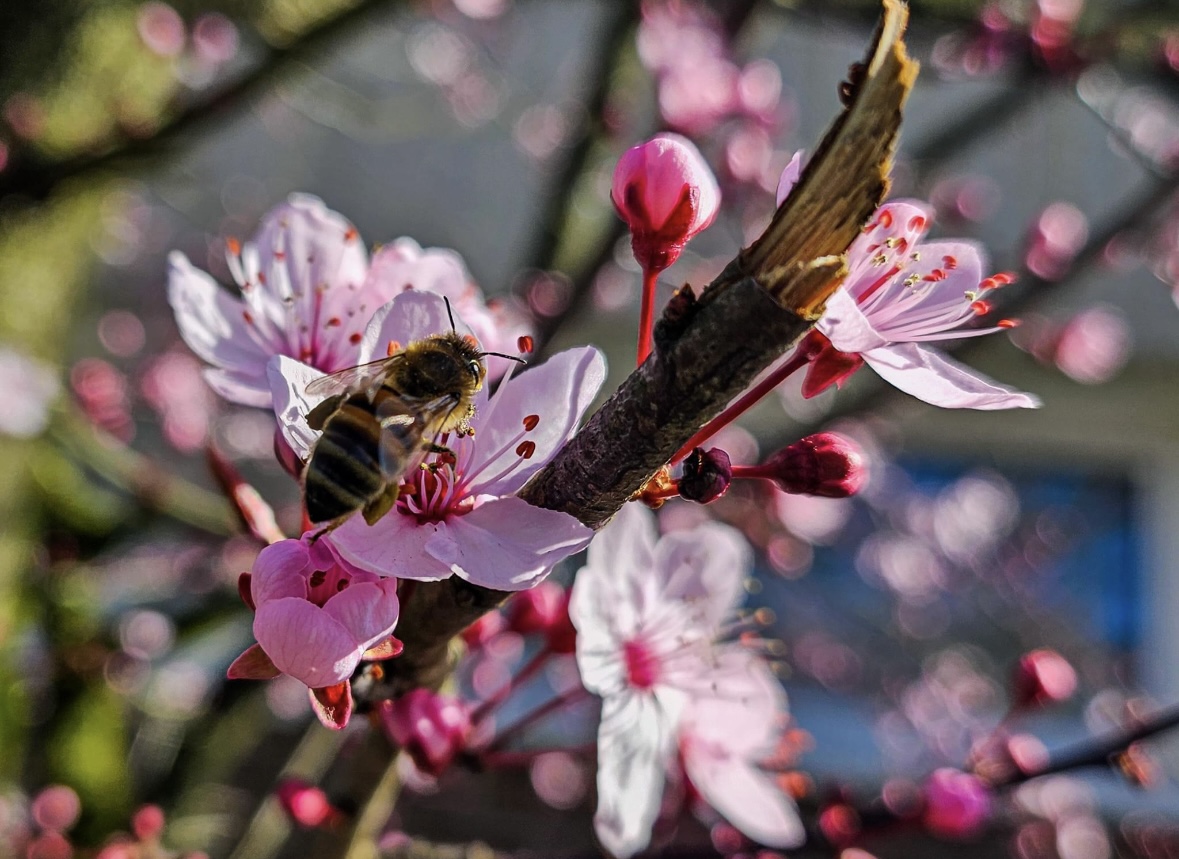 Baumgeflüster Wenn die erste Biene im Garten der Gedanken summt.. Foto