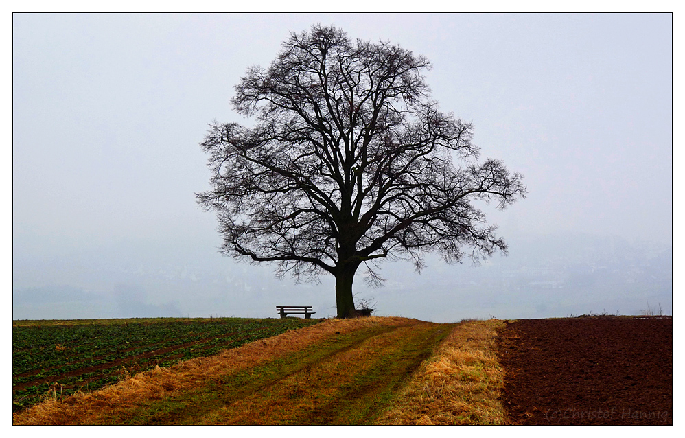 Baumgefühl