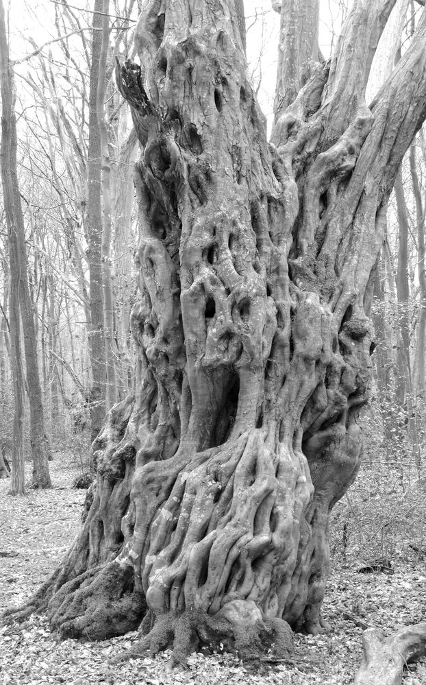 Baumgeist Foto & Bild pflanzen, pilze & flechten, bäume, laubbäume