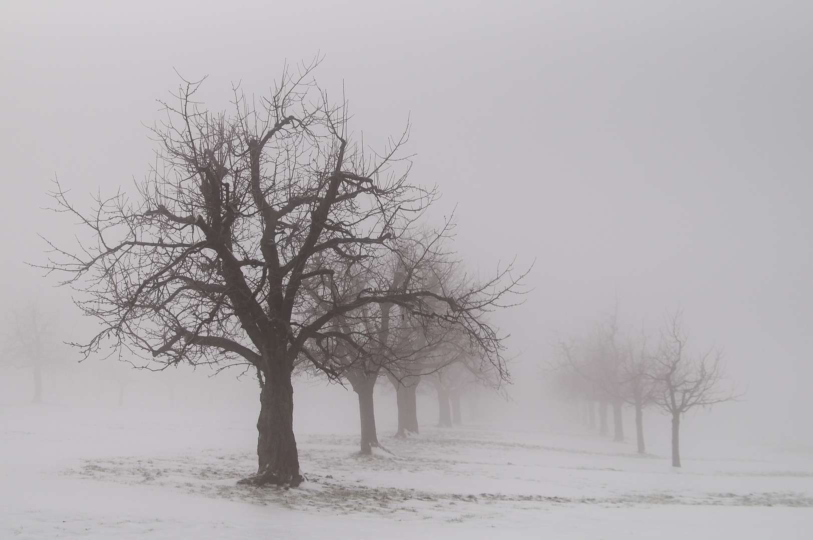 Baumgenerationen im Nebel