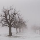 Baumgenerationen im Nebel