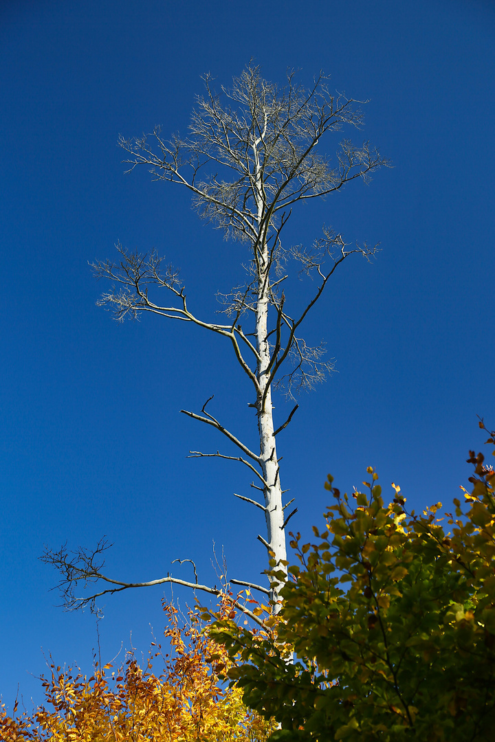 Baumgerippe im Herbstwald