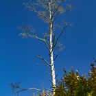 Baumgerippe im Herbstwald