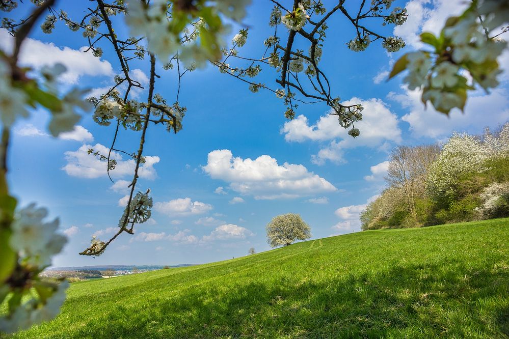 Baumgeschichten bei Sinz