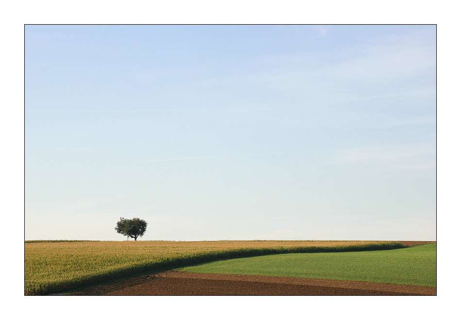 Baumgeschichten I