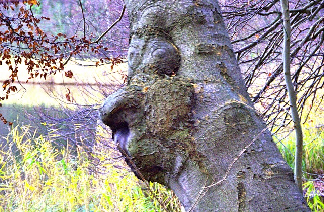 Baumgesicht am Ukleisee