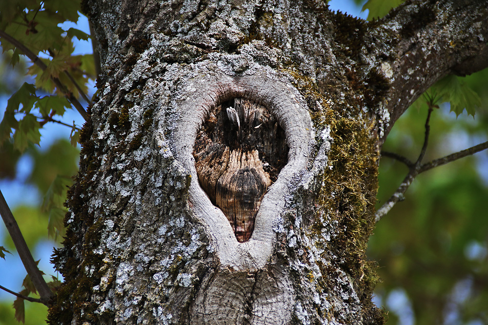 Baumgesicht