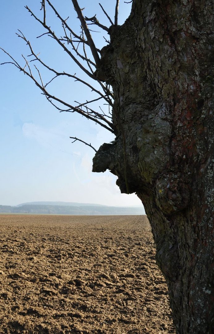 Baumgesicht