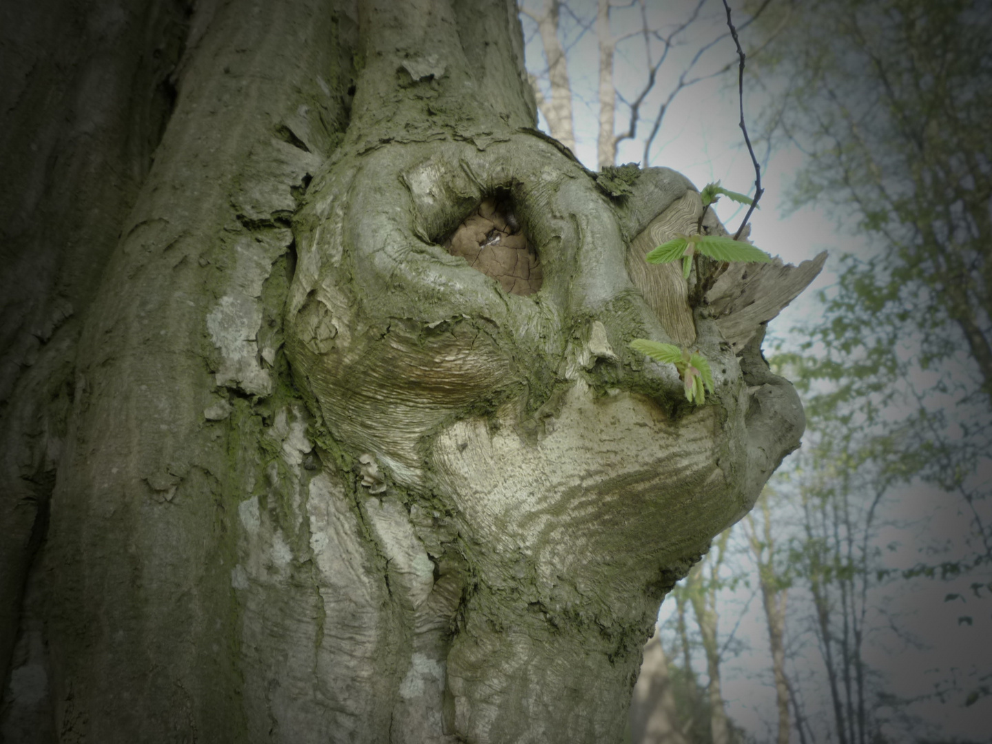 Baumgesicht     Face of a tree