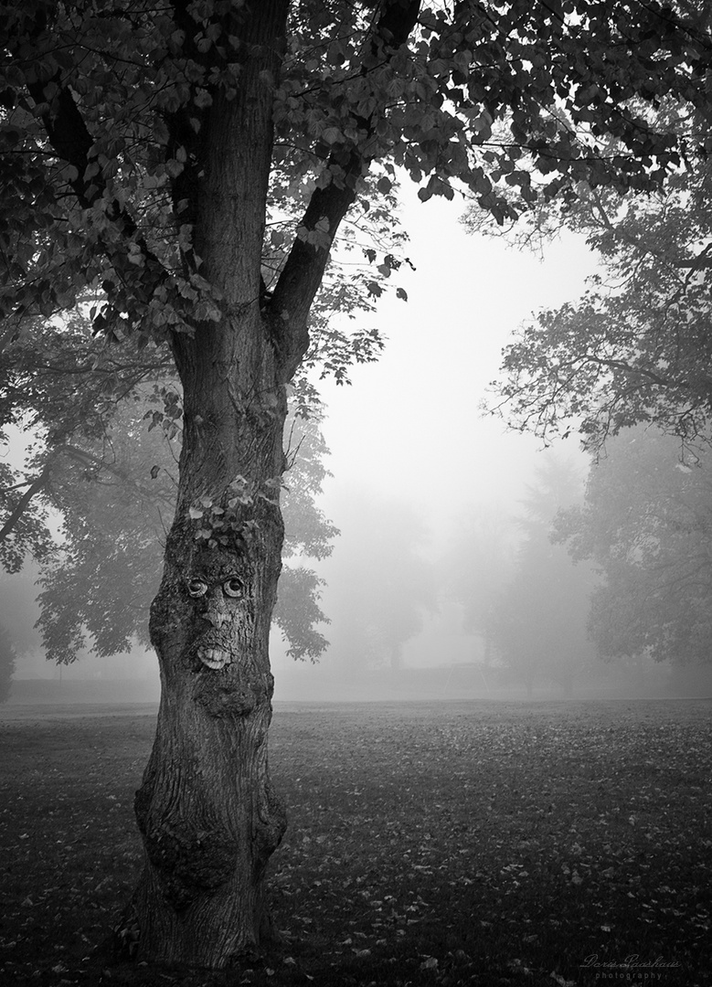 Baumgesicht im Nebel