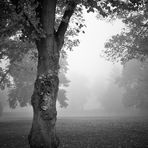 Baumgesicht im Nebel