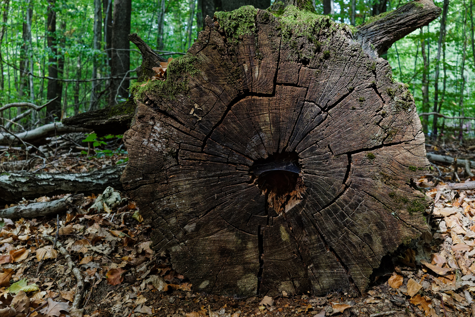 Baumgesichter