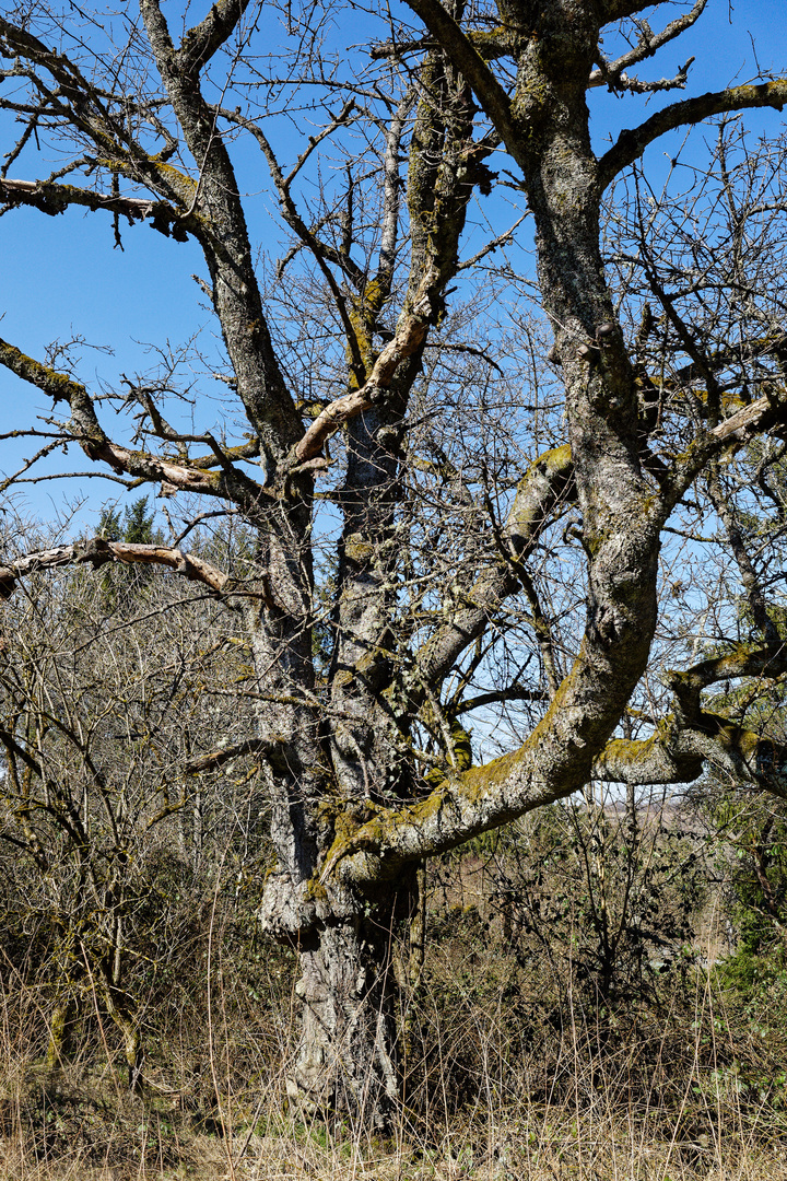 Baumgesichter