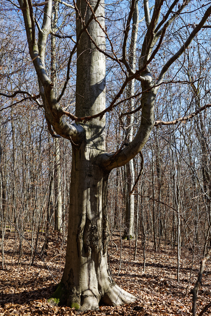 Baumgesichter