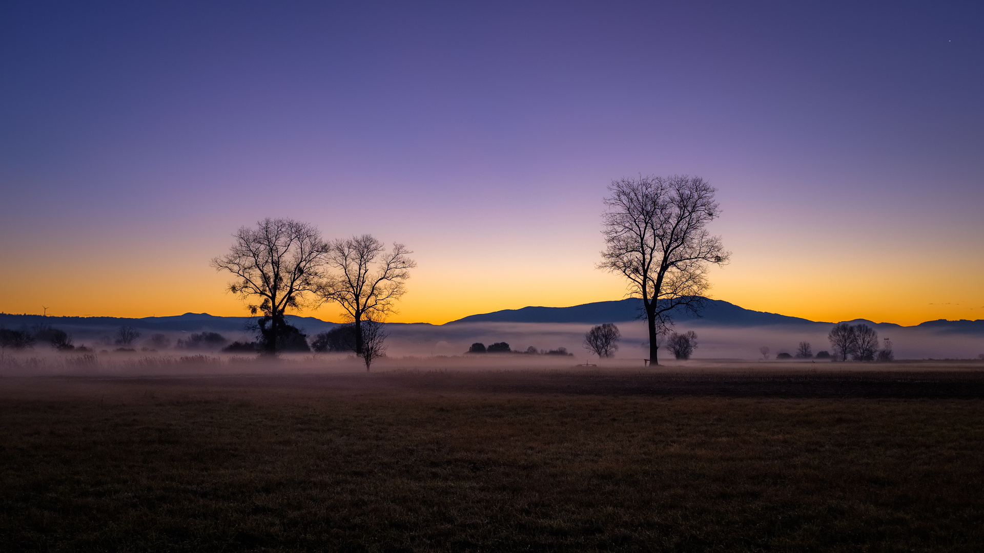 Baumgespräch im Morgennebel