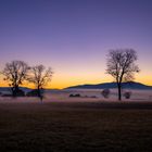 Baumgespräch im Morgennebel