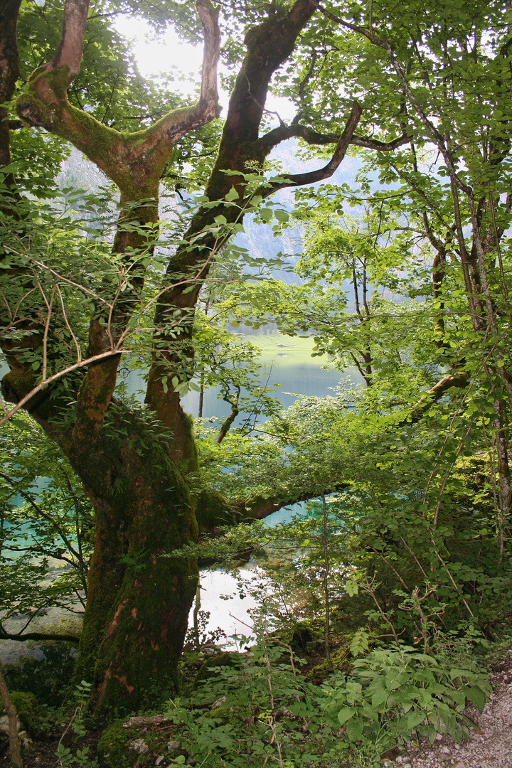 Baumgestalt am Obersee (IMG_5755_ji)