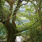 Baumgestalt am Obersee (IMG_5755_ji)