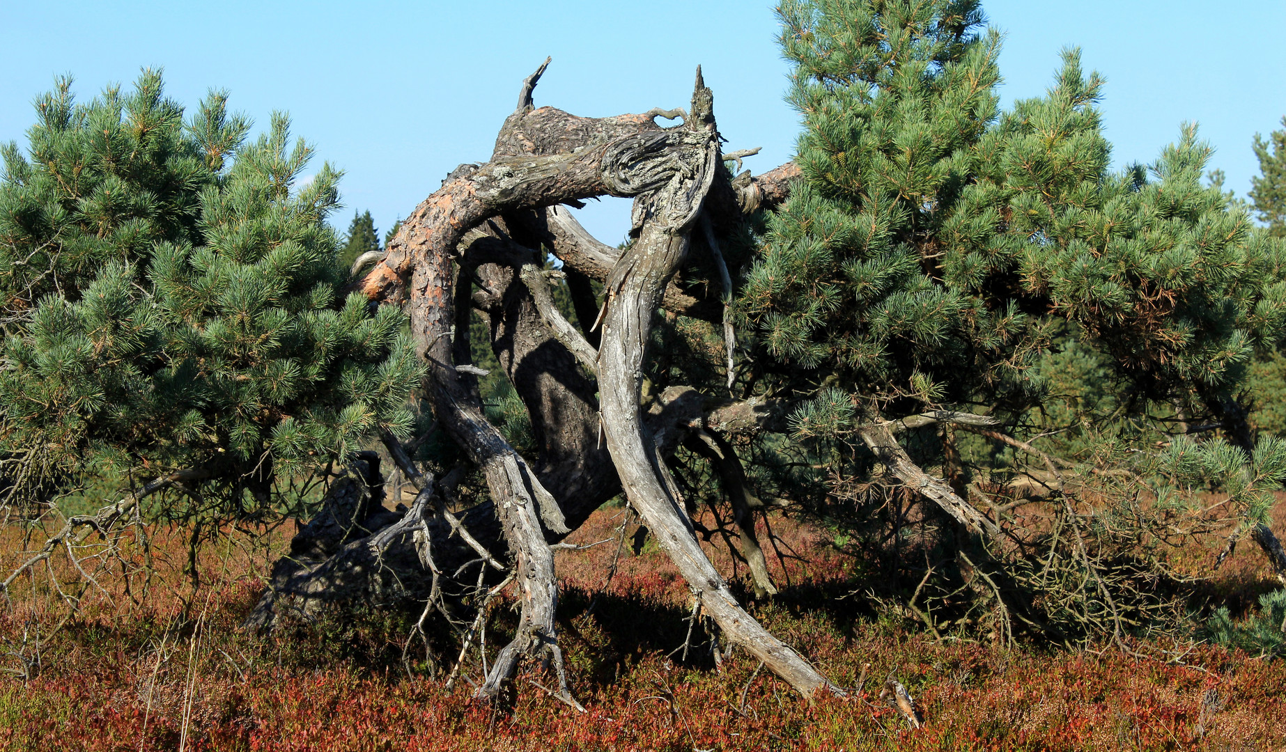 Baumgestalt auf dem Clemensberg 