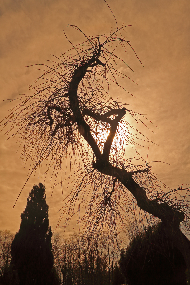 Baumgestalt im Abendrot