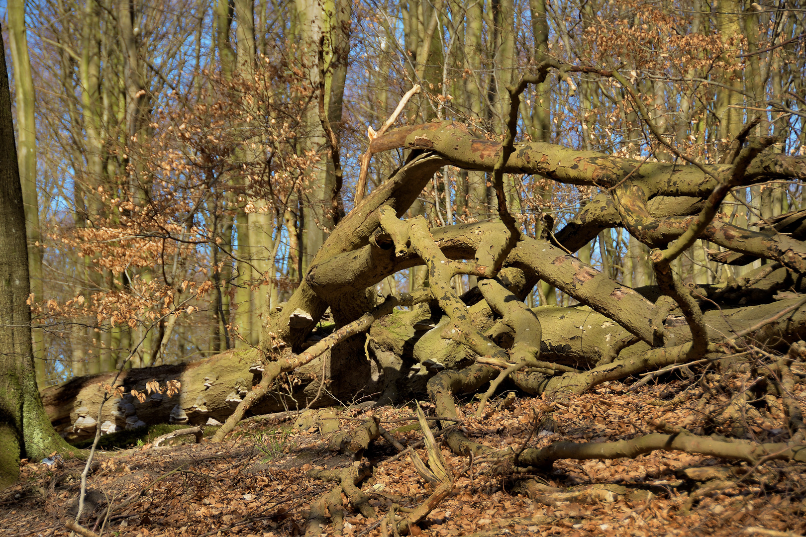 Baumgestalt in Rügen Nationalpark Jasmund