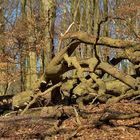 Baumgestalt in Rügen Nationalpark Jasmund