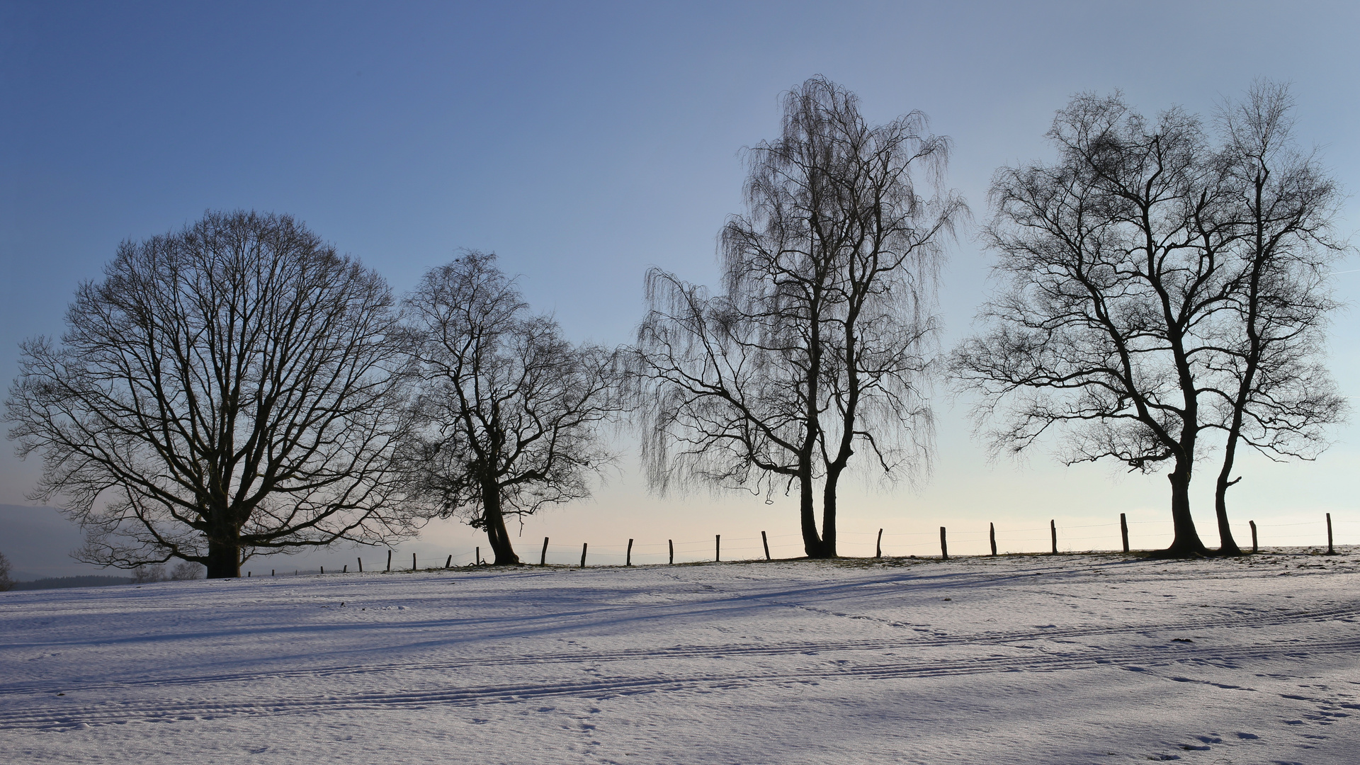 Baumgestalten (2015_02_11_EOS 6D_0384_ji)