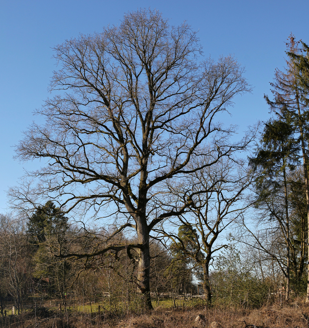 Baumgestalten (2019_02_24_EOS 100D_4126_pano_ji)