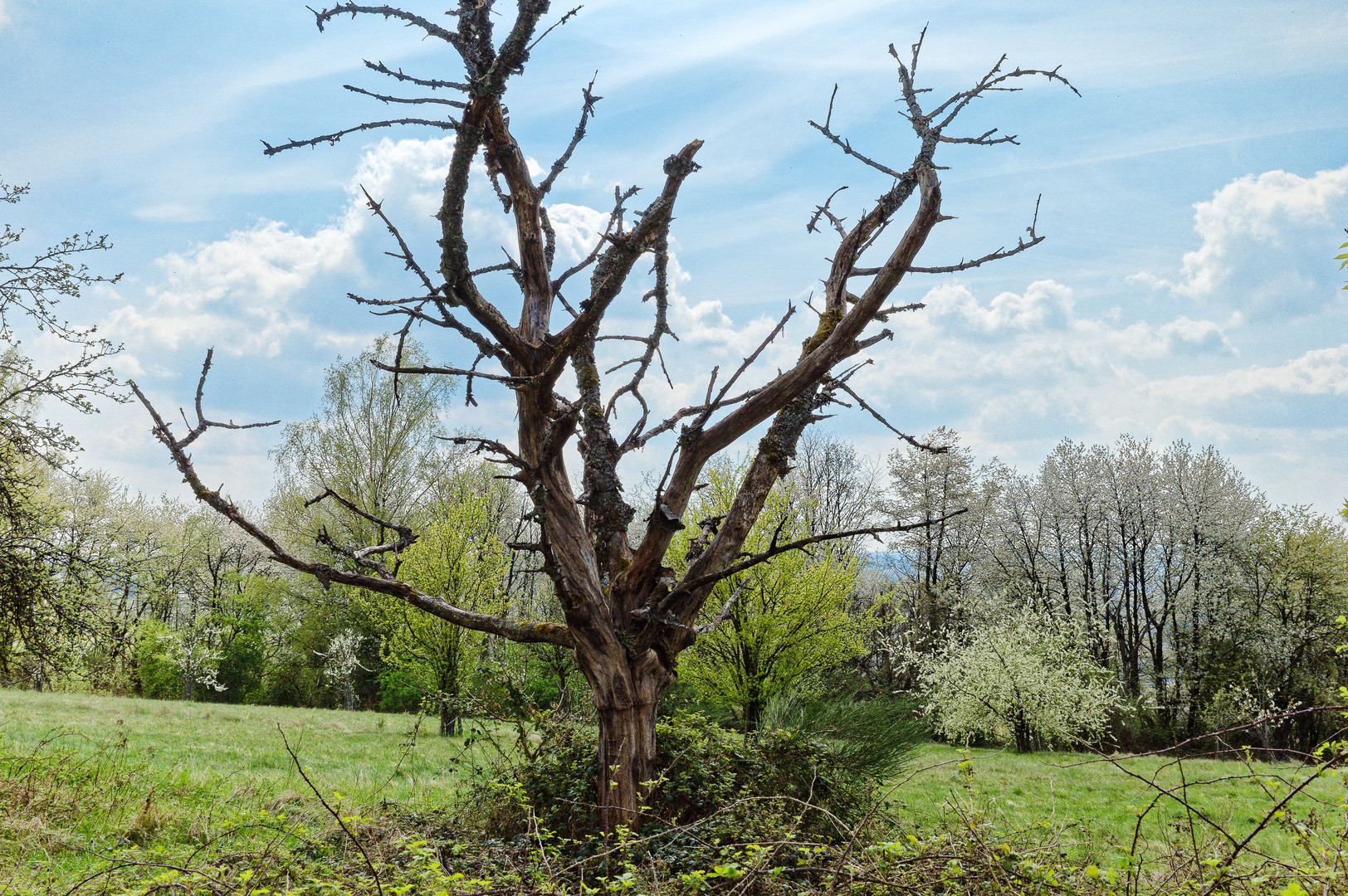 Baumgestalten