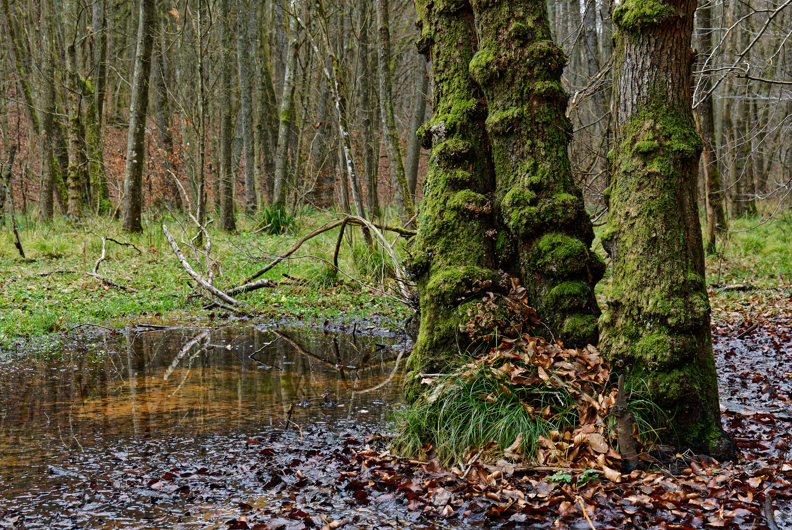 Baumgestalten