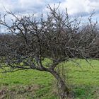 Baumgestalten, hier: das kleine Apfelbäumchen