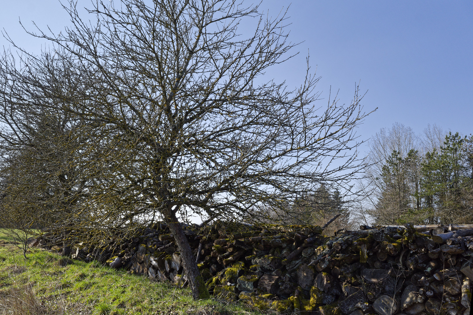 Baumgestalten, hier: Obstbaum vor Holzstapel