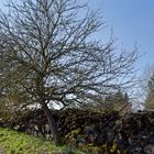 Baumgestalten, hier: Obstbaum vor Holzstapel