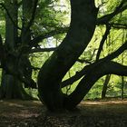 Baumgestalten im Gegenlicht