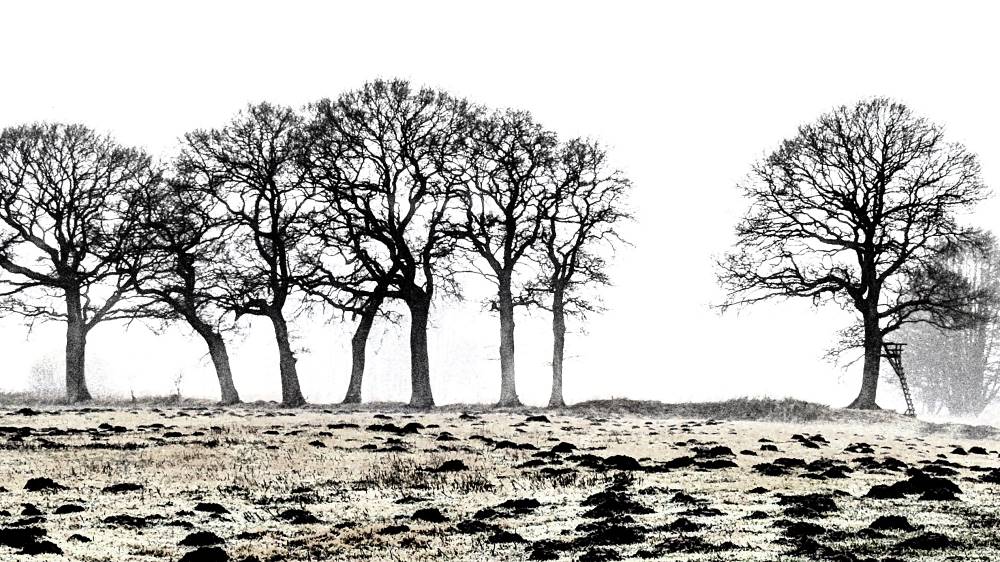 Baumgestalten im Nebel