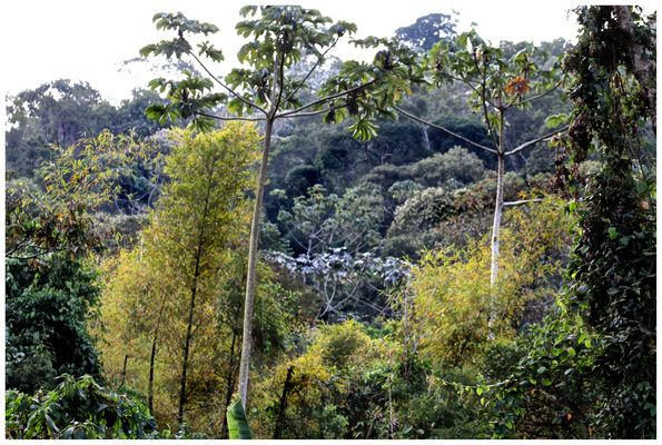  Baumgewirr im Urwald