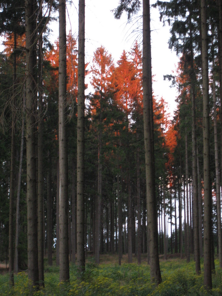 Baumglühen im Wald4tel