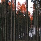 Baumglühen im Wald4tel