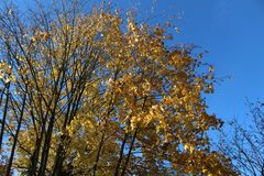 Baumgold vorm strahlend blauen Himmel