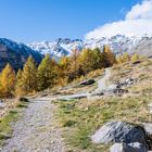 Baumgrenze im Ultental